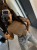 t-shirt JASMINE 374.jpg